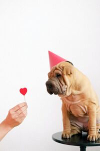 Romantic Valentine's Party Ideas - dog on valentines | Healthier Me Today