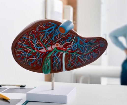 Desk liver decoration, doctor in the background // Healthier Me Today