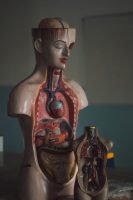 Mannequin of Human Digestive Tract // Healthier Me Today