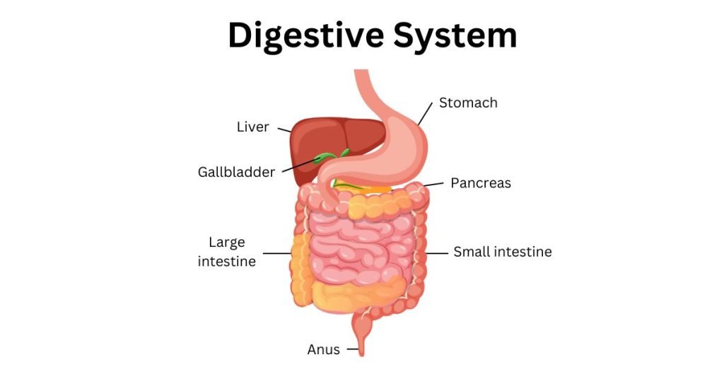 Digestive System