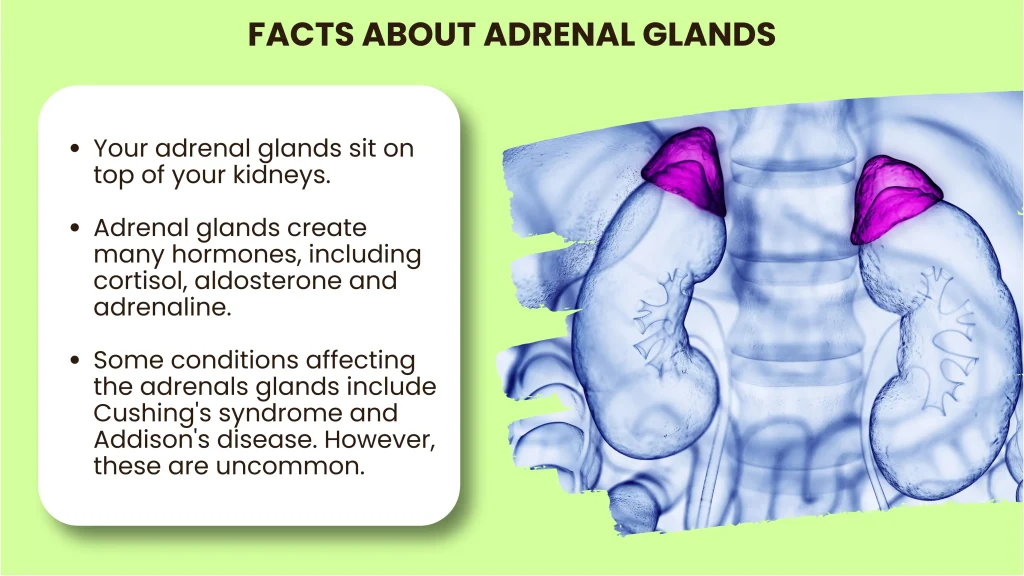 adrenal gland issues