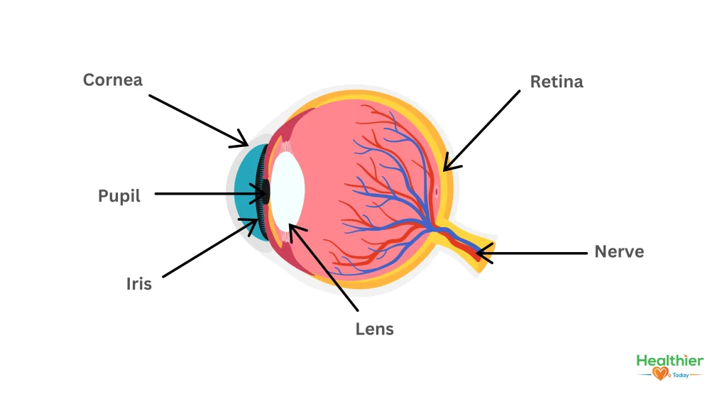 healthy eyesight
