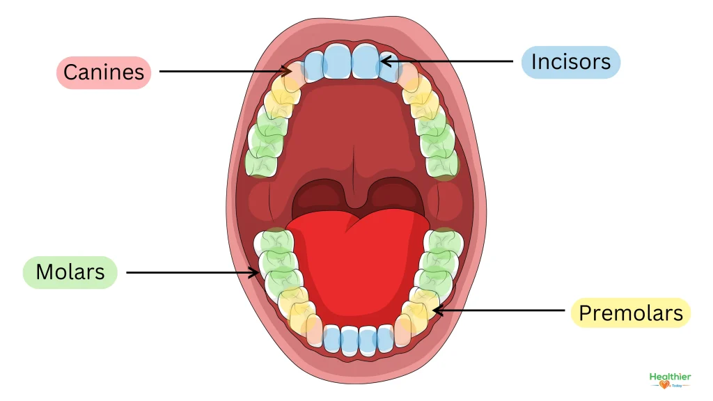  infant oral care