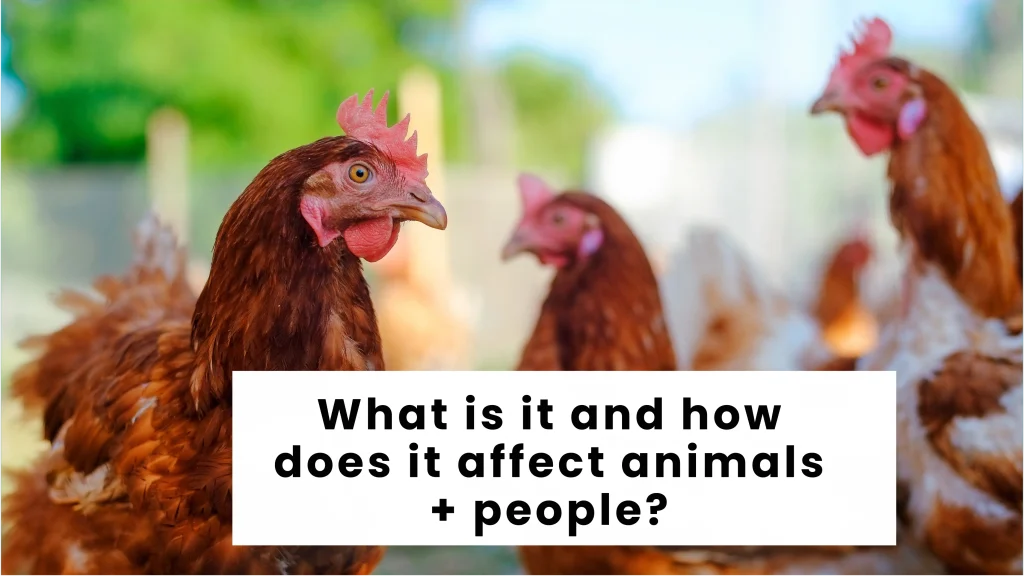bird flu virus in cows milk